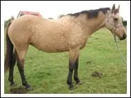 La photographie ci-contre représente un cheval de robe...