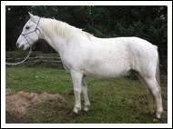 La photographie ci-contre reprsente un cheval de robe...