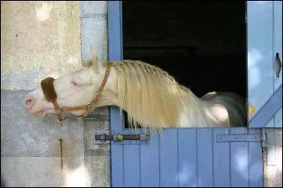 Quelle est la diffrence entre la robe perlino et la robe cremello ?