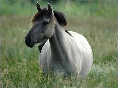 Quel gne est a l'origine de la robe gris souris ?