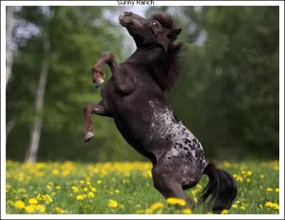 L'appaloosa est une robe... Quelle sorte d'appaloosa est prsent sur la photo ?