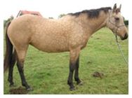 Quiz Chevaux