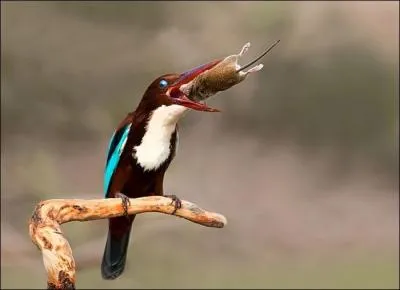 Le martin pcheur a un cousin loign ...