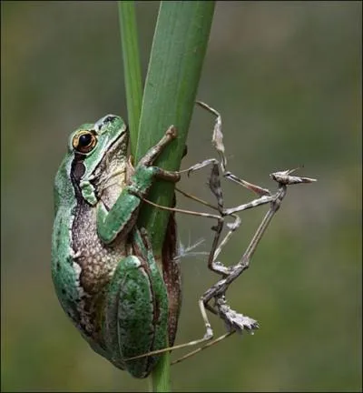 Le morceau est un peu gros  avaler, la proie pourrait bien devenir le chasseur !