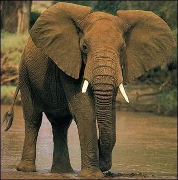 Quel est cet animal ?