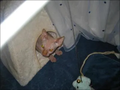 Quelle est la race de ce chat ?