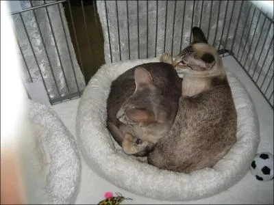 Quelle est la race de ce chat ?