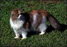 Quelle est la race de ce chat ?