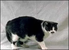 Quelle est la race de ce chat ?