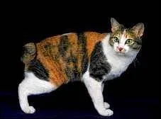 Quelle est la race de ce chat ?