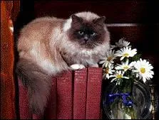 Quelle est la race de ce chat ?