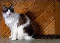 Quelle est la race de ce chat ?