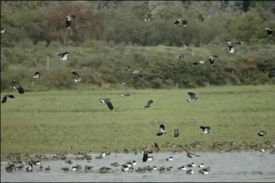 Le parc ornithologique du Marquenterre se trouve en...