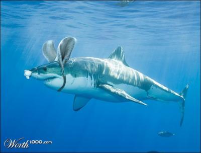 Aprs le requin tigre, aprs le requin marteau, aprs le grand requin blanc, voici le requin... ( Pour mieux voir , cliquez sur les photos).