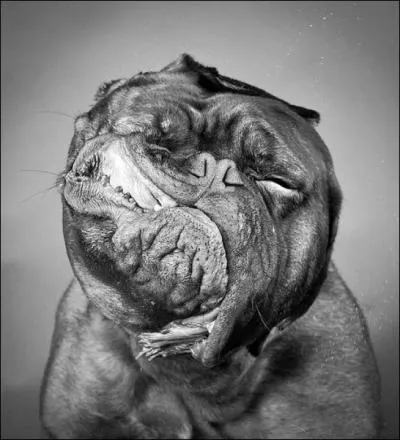 Non, ce n'est pas Robert de Niro, c'est ...