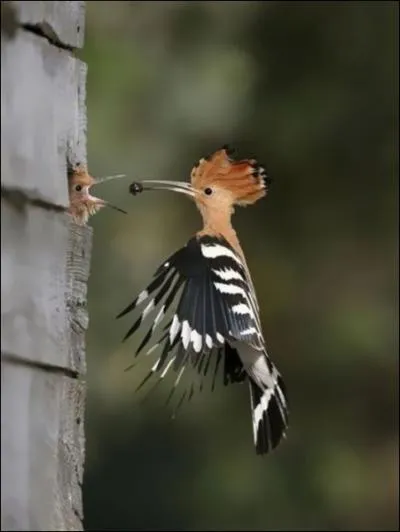 Elle vient dans nos rgions pour nidifier, la connaissez-vous ?