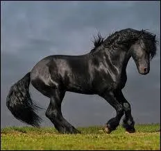 Quelle est cette race ?