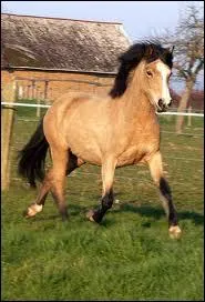 Quelle est cette robe ?