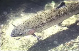 Et la truite, o vit-elle ?