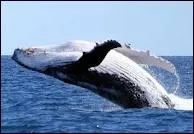 O vit la baleine ?