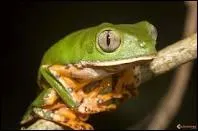 Et o vit la grenouille ?