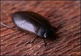 Et o vit le dytique ?