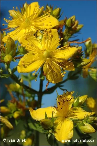 Cette fleur provoque des intoxications frquentes, car elle est souvent prsente dans le foin. Les symptmes sont des muqueuses dpigmentes, des rougeurs, cloques et des dmangeaisons. C'est...