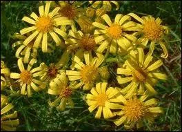 Cette fleur est plutt consomme dans le foin. Elle provoque une intoxication aigu avec un animal qui a une dmarche chancelante, inquiet et avec des frquences respiratoires augmentes.