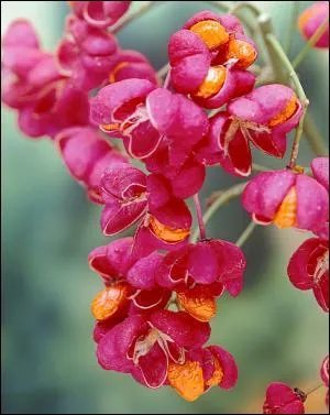 Cette fleur est reconnaissable  ses drles de fruits roses/rouges. Si son ingestion n'est pas mortelle, elle provoque des constipations puis des diarrhes, des convulsions et des syncopes. C'est :