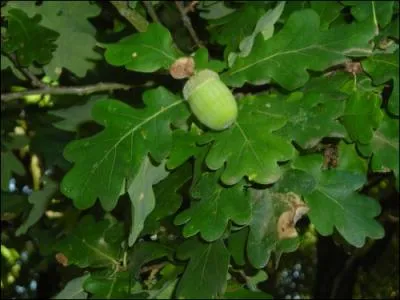 Une consommation des feuilles et des fruits de cet arbre entrane une anorexie et des prsences de sang dans les urines. Un excs pourra entraner des convulsions, coliques, et des constipations.