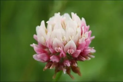 Seule la fleur de cette plante provoque des inflammations des muqueuses et des zones glabres, mais aussi une cirrhose, des dpressions et des convulsions. C'est :