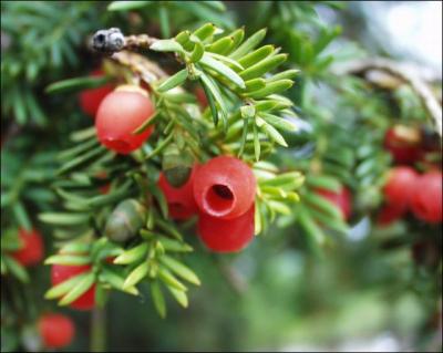 Cette plante est reconnaissable  ses fruits ronds et rouges. Elle peut entraner une mort rapide en causant des troubles de l'quilibre et des convulsions. Il n'existe pas d'antidote. C'est ...