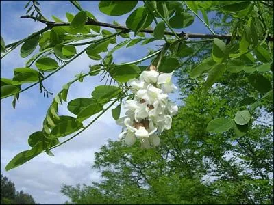 Chez cette plante, c'est surtout son corce et ses racines qui sont vnneuses. Seulement 150g d'corce et de racines peuvent causer la mort d'un cheval adulte. C'est ...