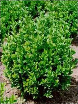 Si autrefois on utilisait cette plante pour purger les chevaux, l'ingestion de 750g tue un cheval aprs que celui-ci ait eu des tremblements, vertiges, convulsions et troubles respiratoires. C'est :