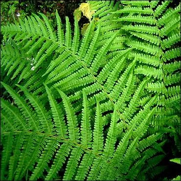 Cette plante des sous-bois est toxique qu'elle soit frache ou sche. Les symptmes tant essentiellement nerveux, le cheval ressent une faiblesse, des tremblements musculaires et des spasmes. C'est :