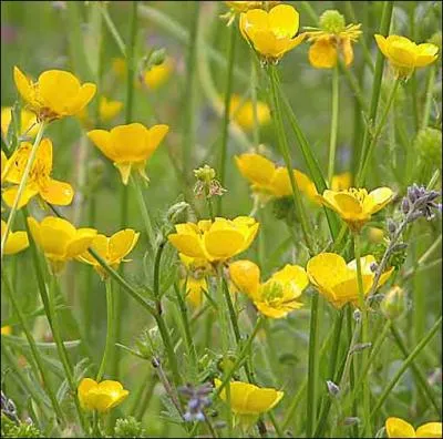 Cette plante jaune peut s'avrer mortelle en provoquant la diarrhe noire, avec des traces de sang dans les urines. Mais une fois sche, elle n'est pas toxique et peut tre mange. C'est :