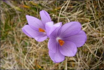 Cette plante trs toxique provoque des sueurs, coliques, spasmes du train postrieur et des congestions rnales. Bien qu'elle soit toxique pour le cheval, elle l'est aussi pour nous. C'est...