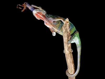 Notez la queue prhensile de ce prdateur, il ne peut s'agir que ...