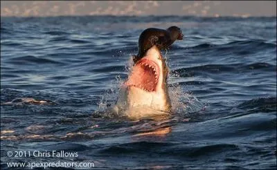 Ce bb phoque n'a pas de chance, il se fait attaquer par ...