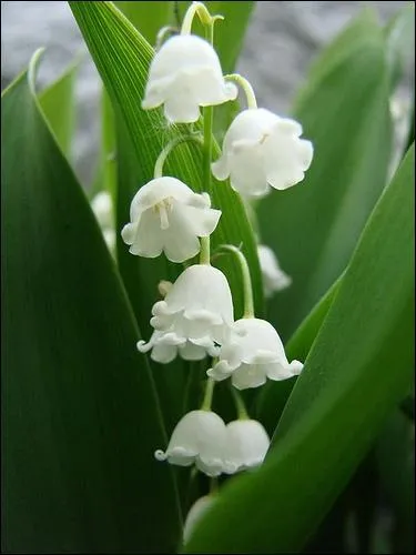 Il est revenu le temps du muguet !
