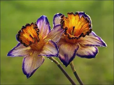 Il nous chante  Le Pouvoir des Fleurs  !