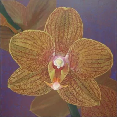 Dans quelle chanson, Pierre Perret nous parle-t-il de  La valle des orchides  ?