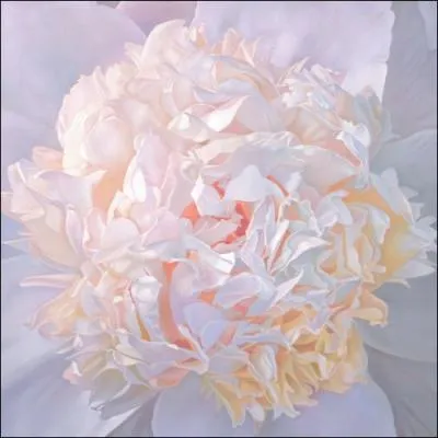 Elle chante les roses blanches de son pays !