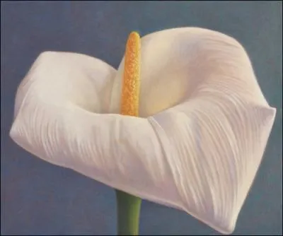 Elle chante  Arum Lily  dans son album : Letter to the Lord  !