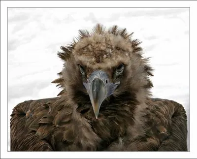 Ce mot est  la recherche d'un paresseux !