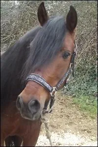 numrez les robes composes :