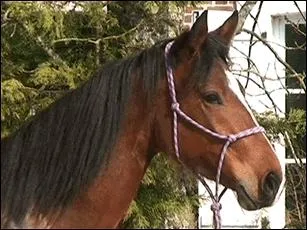 Combien de types de balzane existe-t-il ?