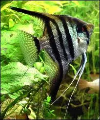 Poisson  corps aplati verticalement, originaire de l'Amrique du Sud, souvent lev en aquarium.