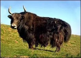 Grand mammifre ruminant des hauts plateaux du Tibet, voisin du boeuf,  longue toison utilis comme animal de trait.