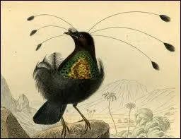 Paradisier noir de la Nouvelle-Guine, dont la tte est orne de 6 pennes fines.